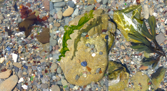 wp93-3-seaweed-glass