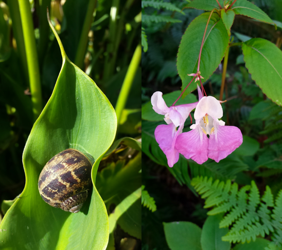 wp119 snail, pink fleur