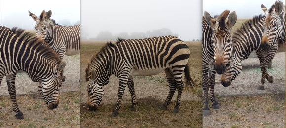 wp128 3 pics of 6 zebras