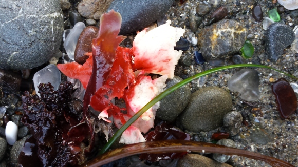 wp150 red floral seaweed 20171206