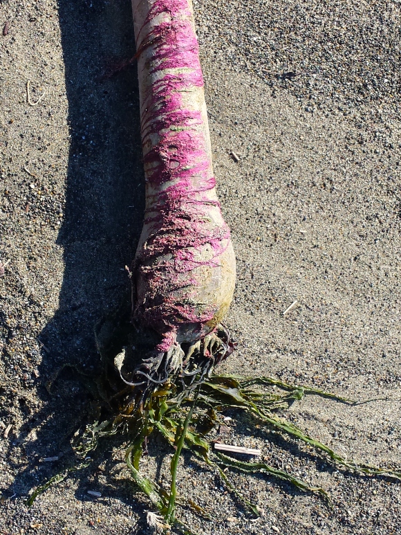 wp210 pink kelp