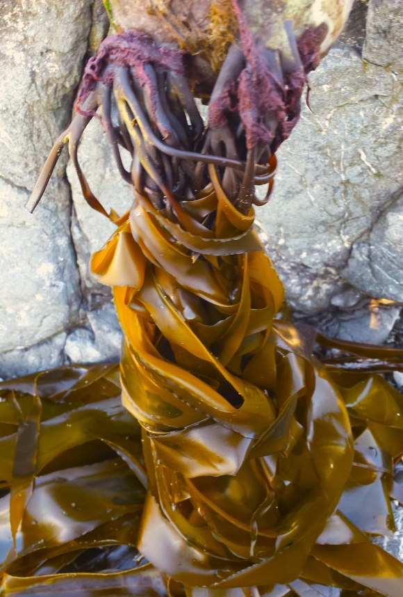 wp210 twisted purple root kelp