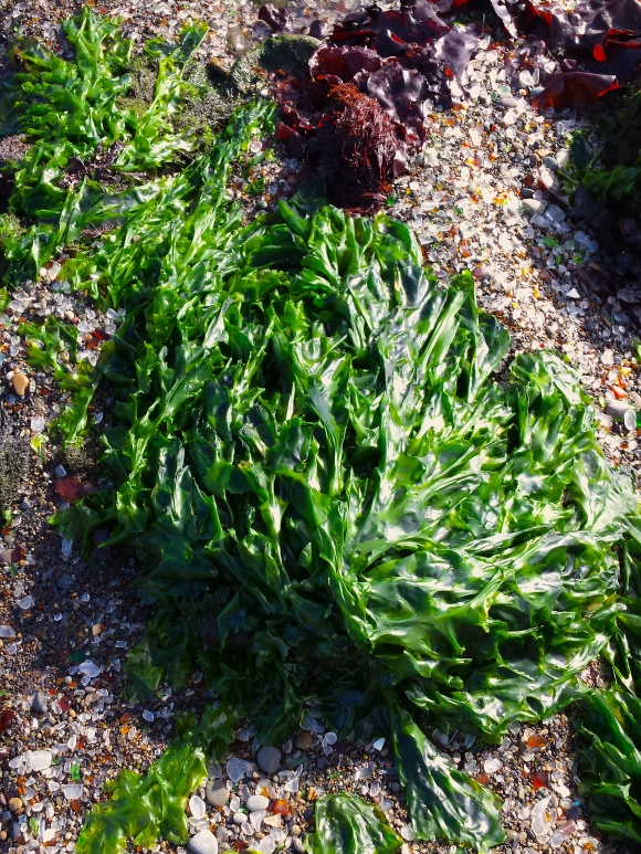 wp228 GB green seaweed 20190605_084642