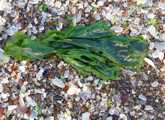 wp228 green seaweed 20190605_084701