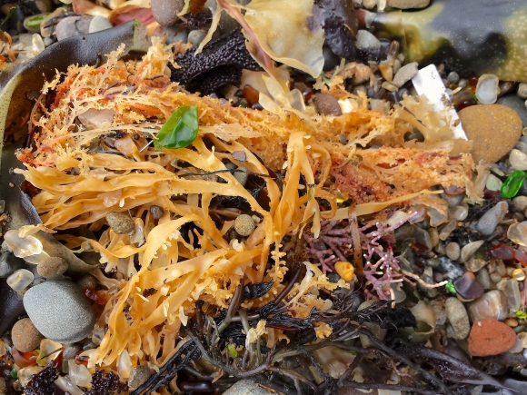 wp239 GB golden seaweed 20190914_140956