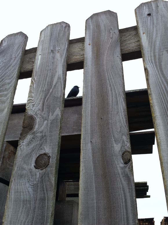 wp248 10 wood fence w bird 20191115