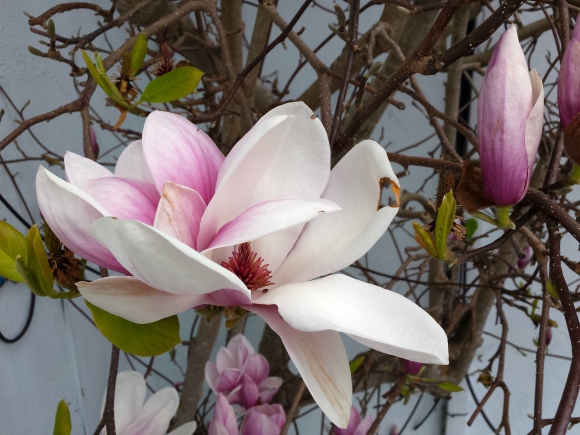 wp265 06 20200305 magnolia 6
