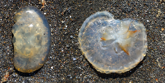 wp267 09 2 jellyfish