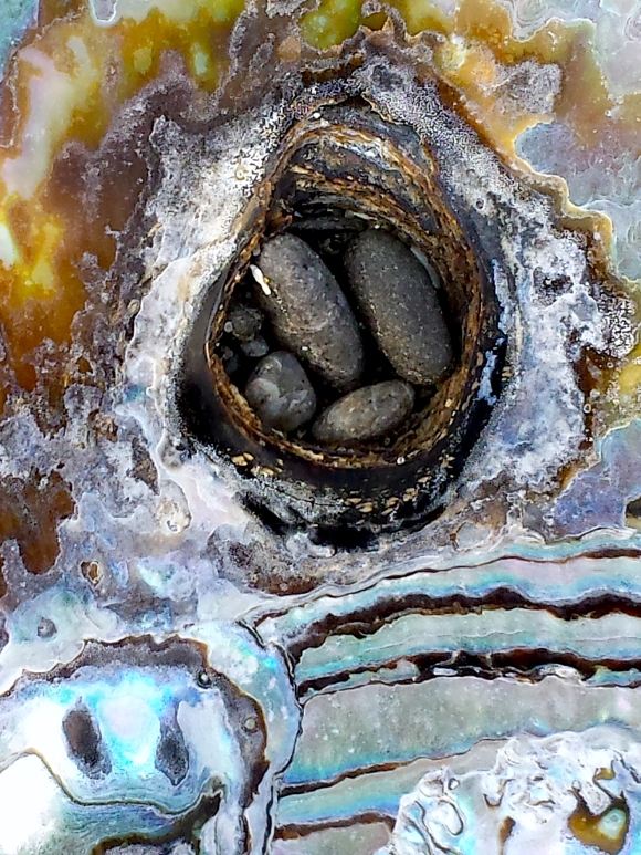wp281 01 abalone nest1 20200222