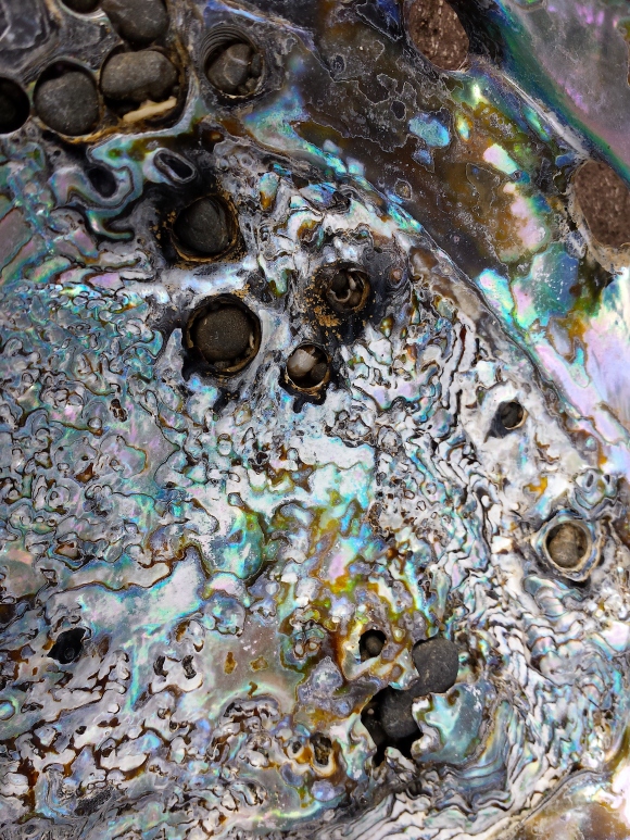 wp281 05 abalone many rocks1 20200222