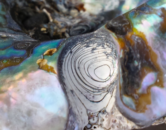 wp281 06 abalone thumbprint 20200222
