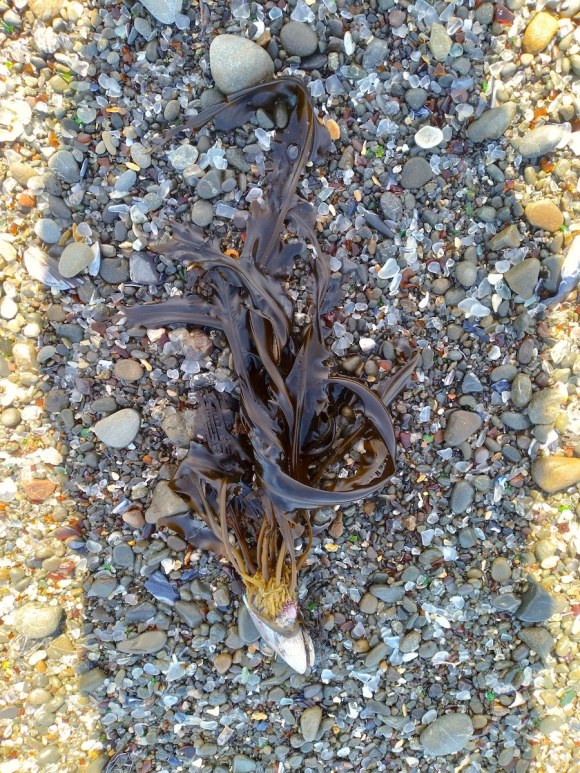 wp330 02 mussel w seaweed 202104128 1200