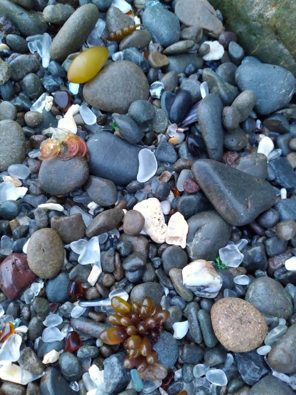 wp330 05 pebbles w sea detritus 20210412 1200