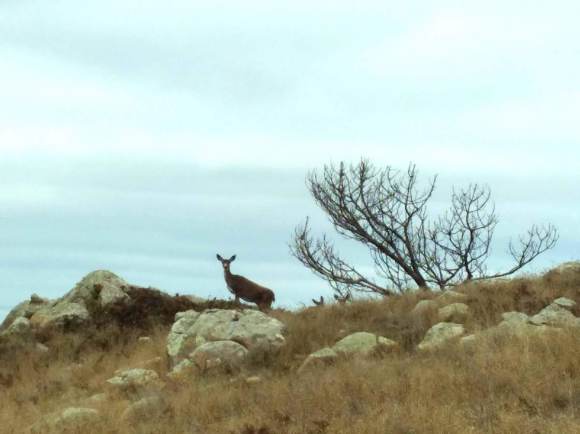wp348 09 deer on outcrop 20211005 1200