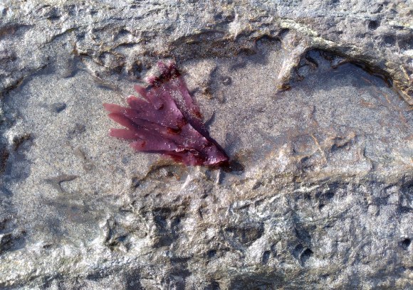 wp356 05 red-violet seaweed 20211116 1200