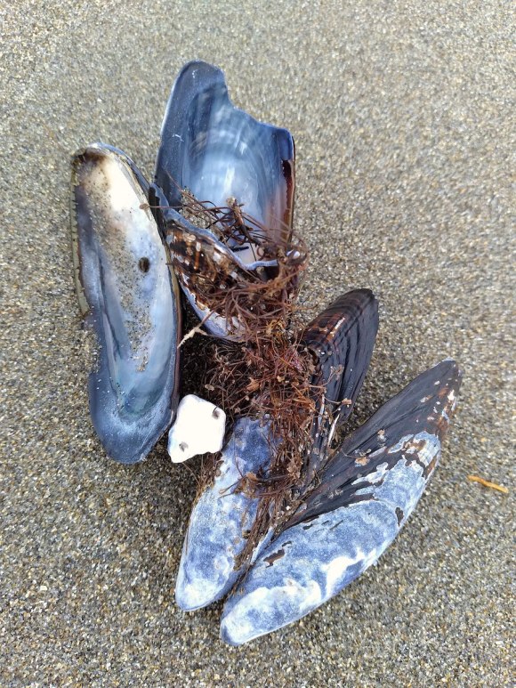 wp356 11 mussel family 20211116 1200