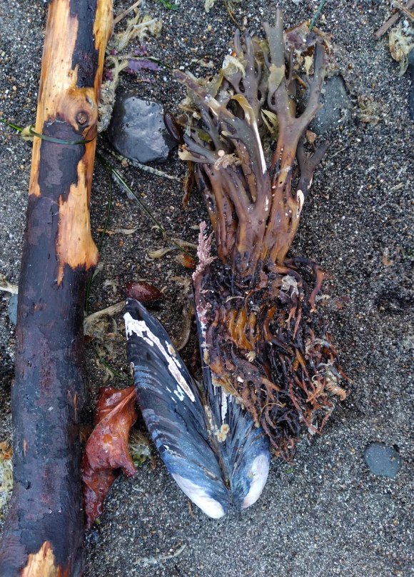 wp358 15 wood, mussel, seaweed 20211117 1200