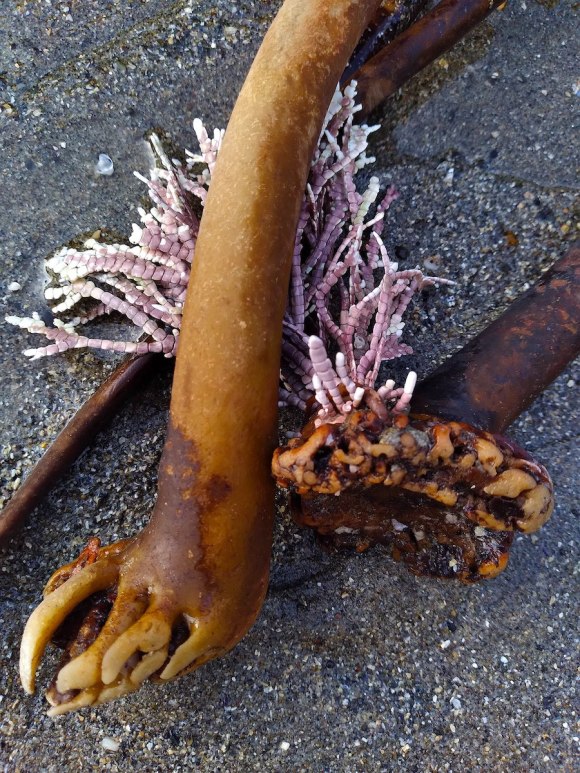 wp363 01 kelp roots, lace coral 20220115 1200