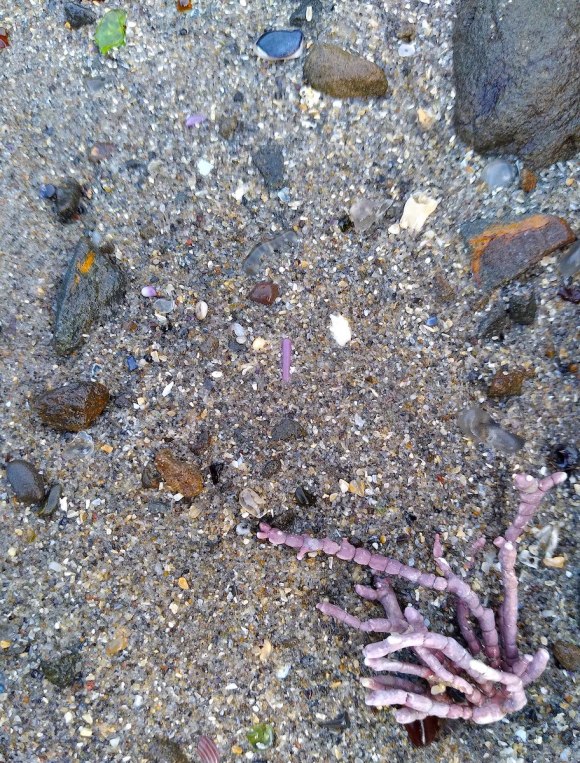wp363 06 purple lace coral 20220115 1200