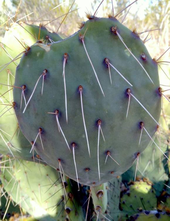 wp366 10 SNP flat cactus w spines 20220128 1200