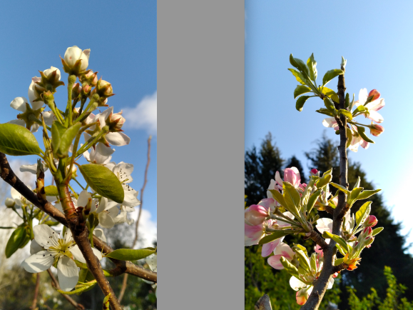 wp374 06 2 pear, apple blossoms 20220412 copy