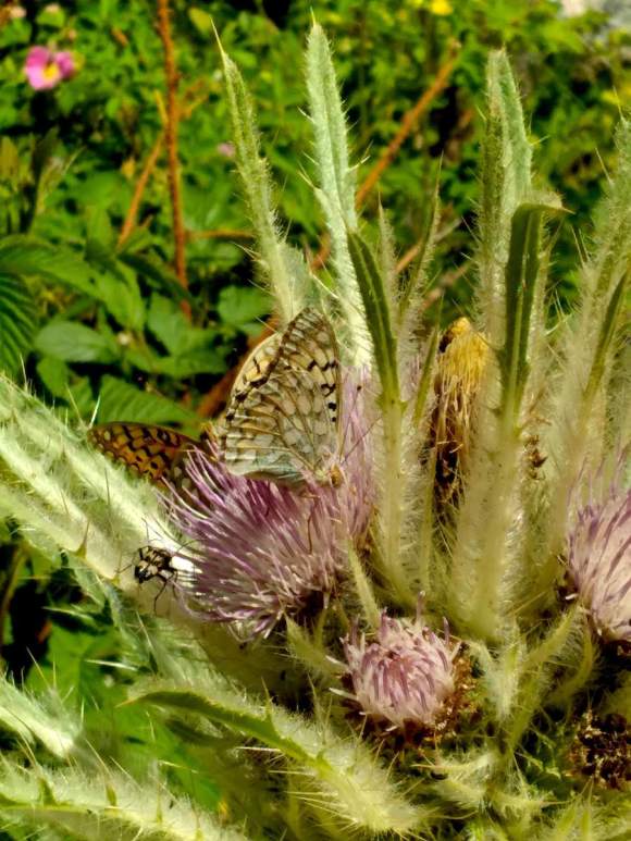 wp387 11 CPW1 thistle w butterfly 20220712 1200