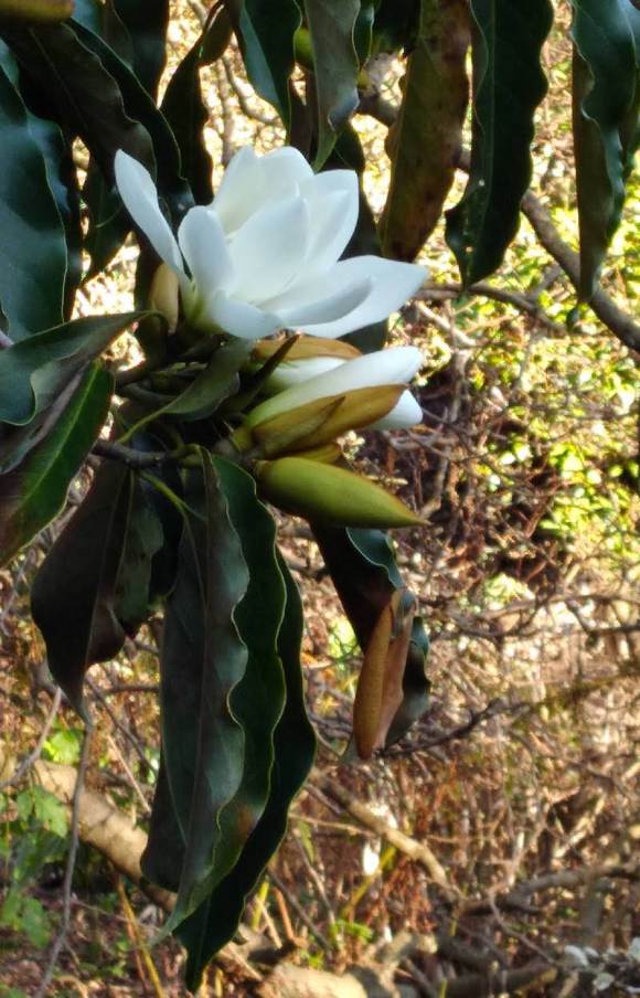 wp418 12 BG magnolia 1200