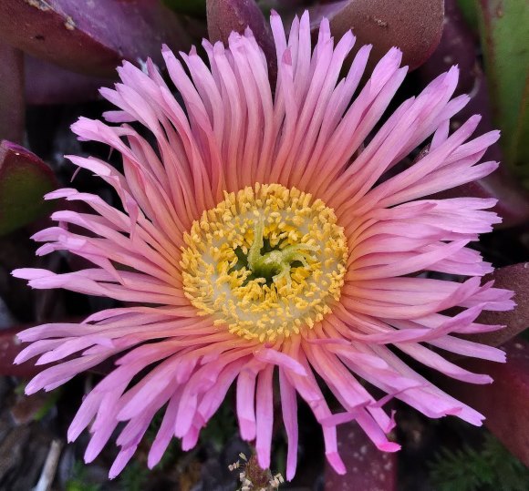 wp432 02 PC pink ice plant bloom 20230516 1200