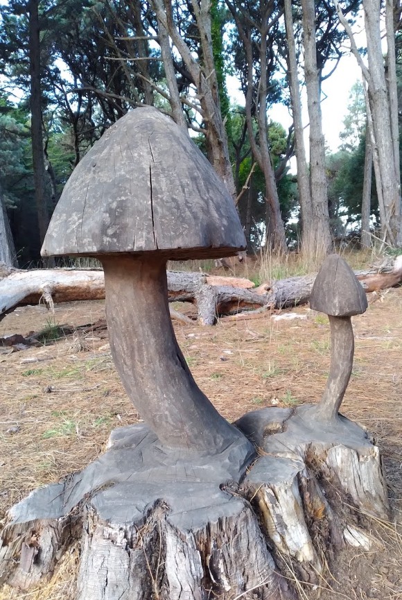 wp461 11 BG mushroom trunk 20231128 800