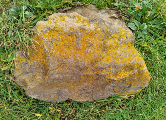 wp471 05 stone w lichen 20240216 800